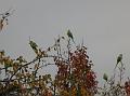 2011-1105_1500_Parakeets_13,7C